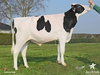 INGOLD - Prim'Holstein